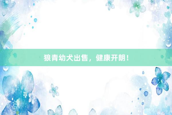 狼青幼犬出售,健康开朗!