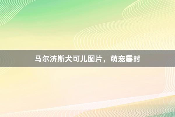 马尔济斯犬可儿图片，萌宠霎时